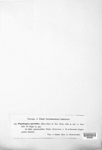 Microthecium sepedonioides image
